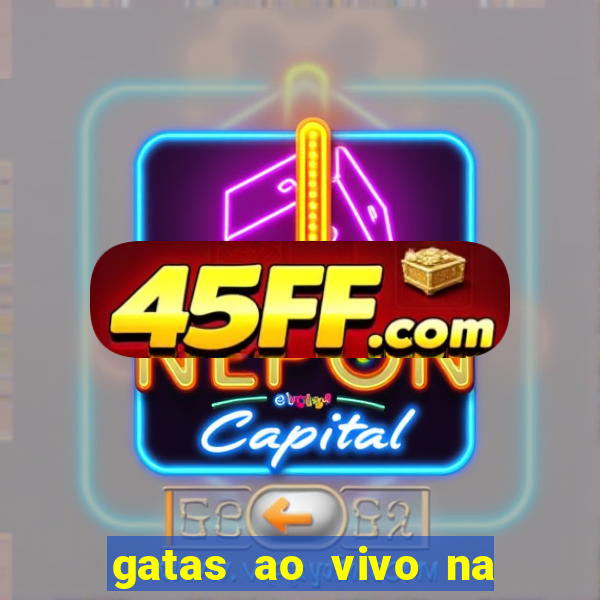 gatas ao vivo na web cam